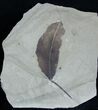 Unidentified Fossil Leaf - Green River Formation #3456-1